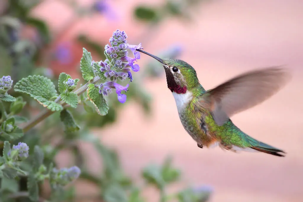 Broad-tailed Hummingbird