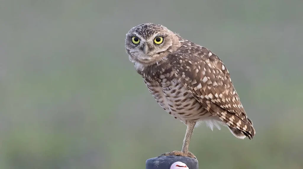 Burrowing Owl