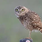 Burrowing Owl