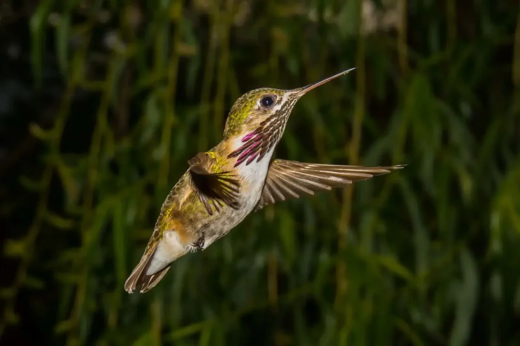 Calliope Hummingbird
