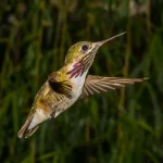 Calliope Hummingbird