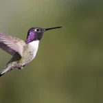 Costa’s Hummingbird