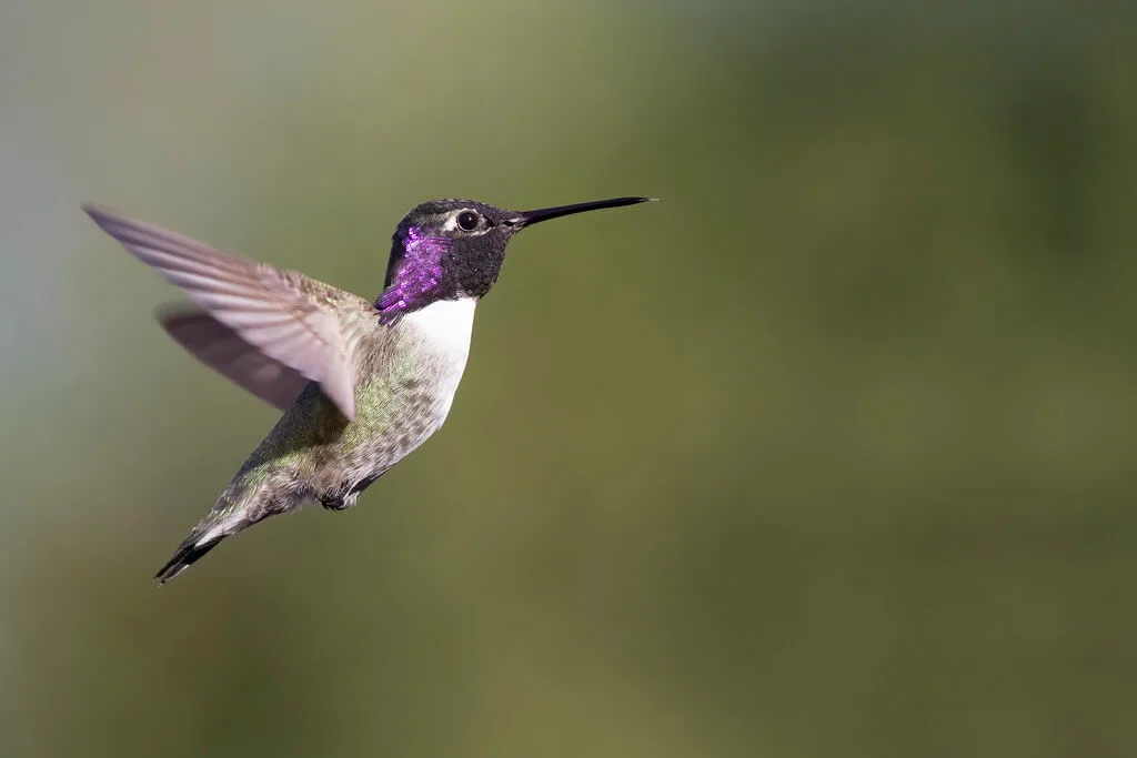 Costa’s Hummingbird