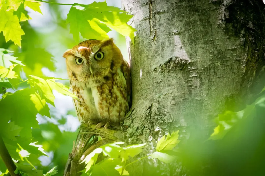 Eastern Screech Owl