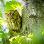 Eastern Screech Owl Eastern Screech Owl