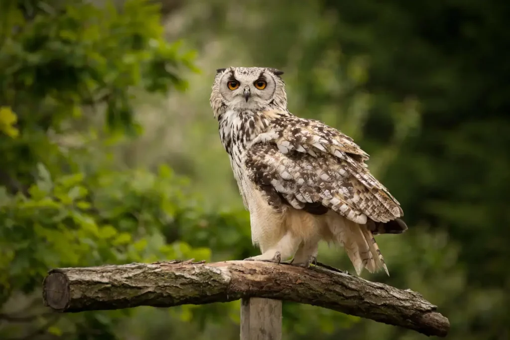 Eurasian Eagle-Owl