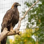 Golden Eagle