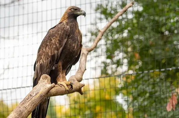 Golden Eagle