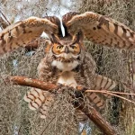Great Horned Owl