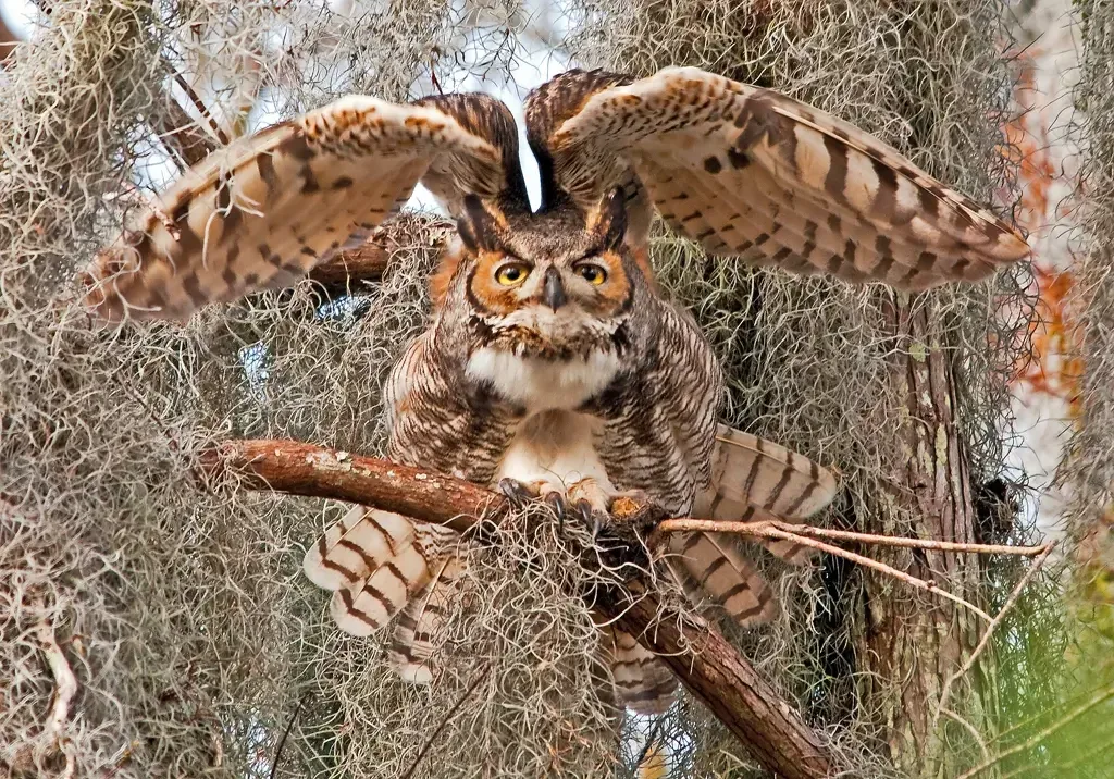Great Horned Owl
