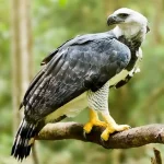 Harpy Eagle