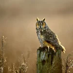 Long-eared Owl