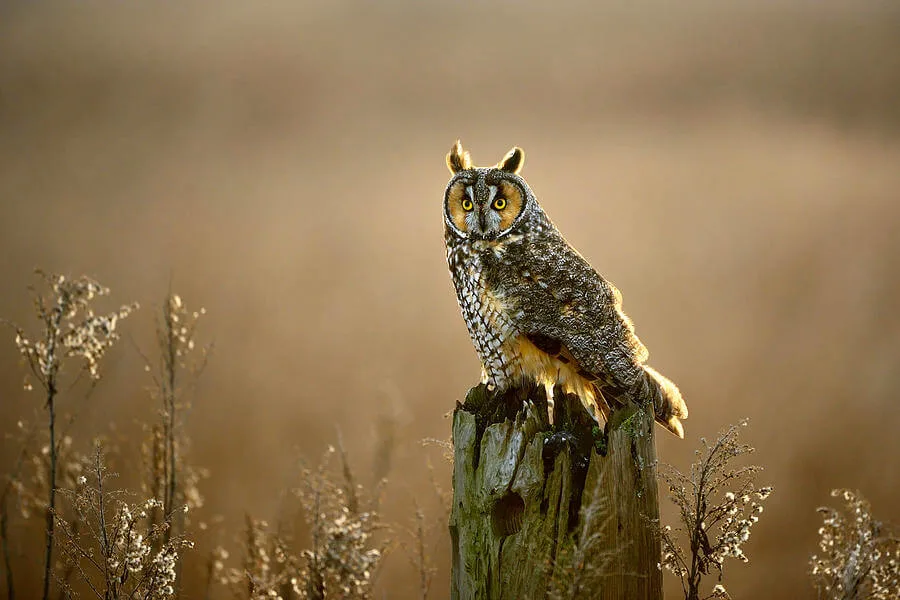 Long-eared Owl