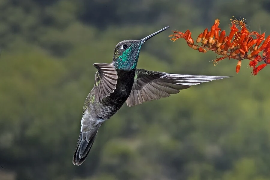 Magnificent Hummingbird