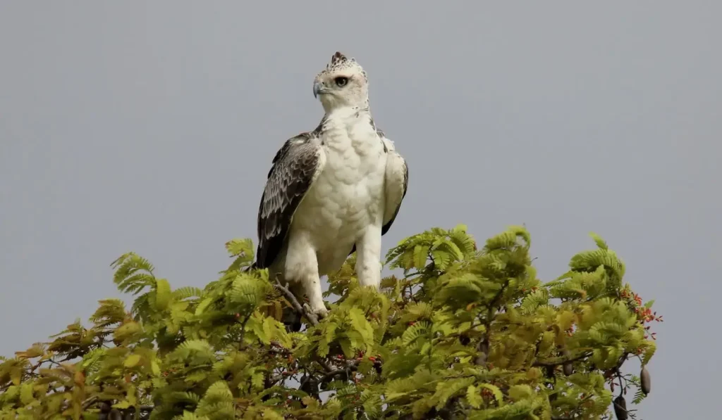 Martial Eagle