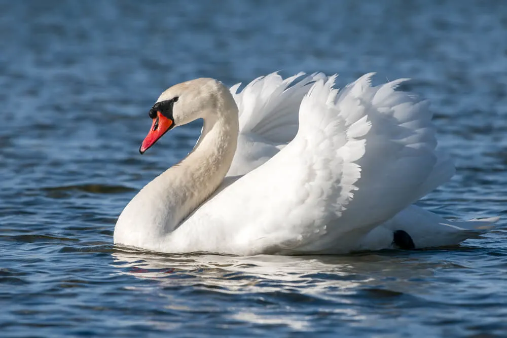 Mute Swan