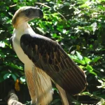Philippine Eagle