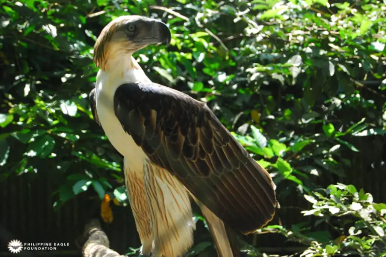 Philippine Eagle