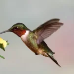 Ruby-throated Hummingbird