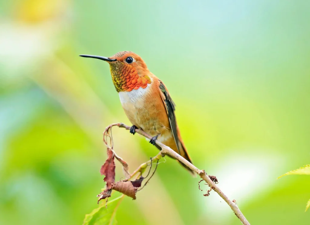 Rufous Hummingbird
