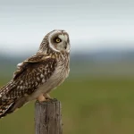 Short-eared Owl