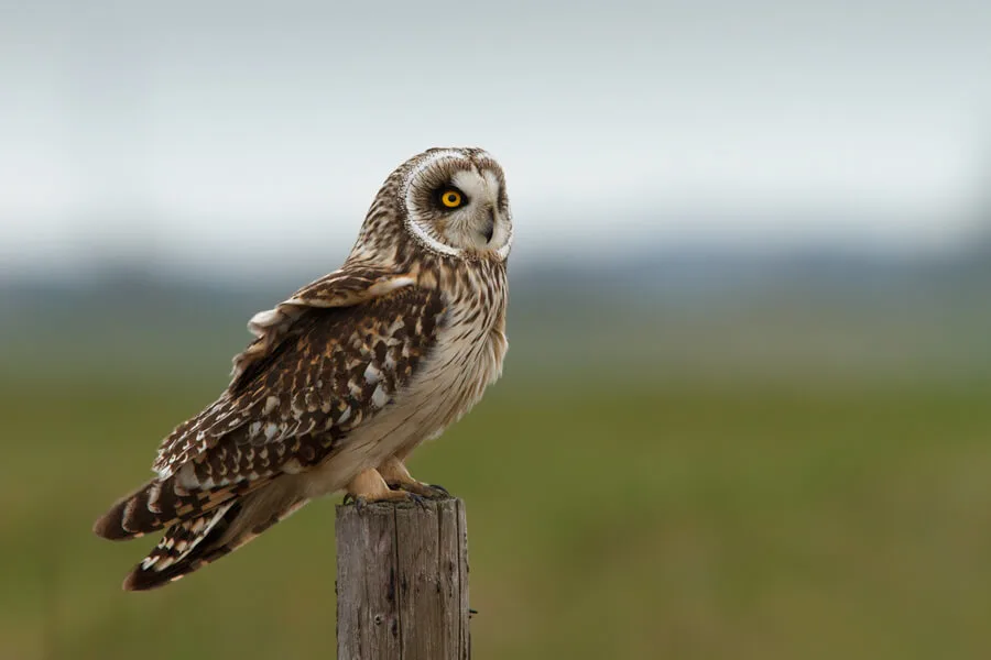 Short-eared Owl