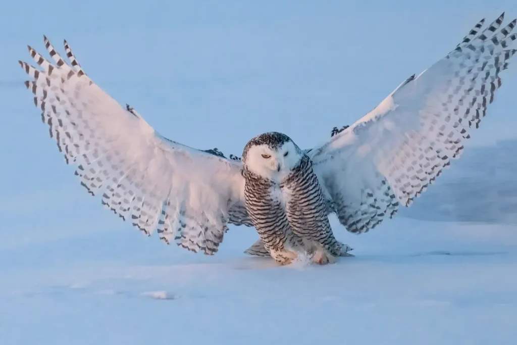 Snowy Owl