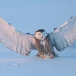 Snowy Owl