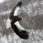 Steller’s Sea Eagle