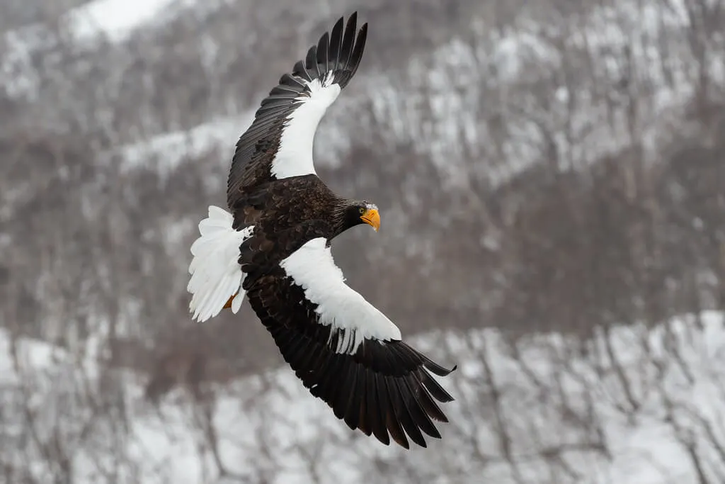 Steller’s Sea Eagle
