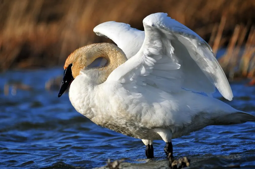 Trumpeter Swan