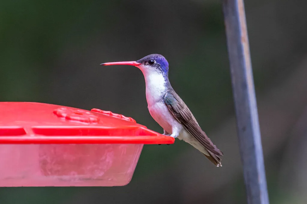 Violet-crowned Hummingbird