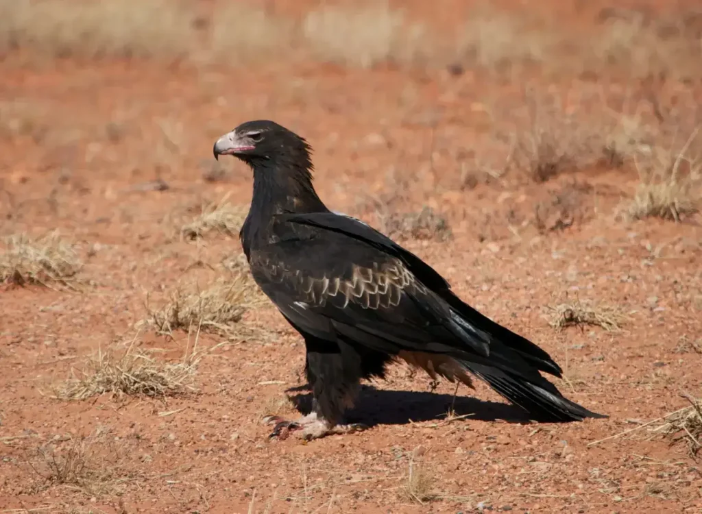 Wedge-tailed Eagle