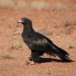 Wedge-tailed Eagle