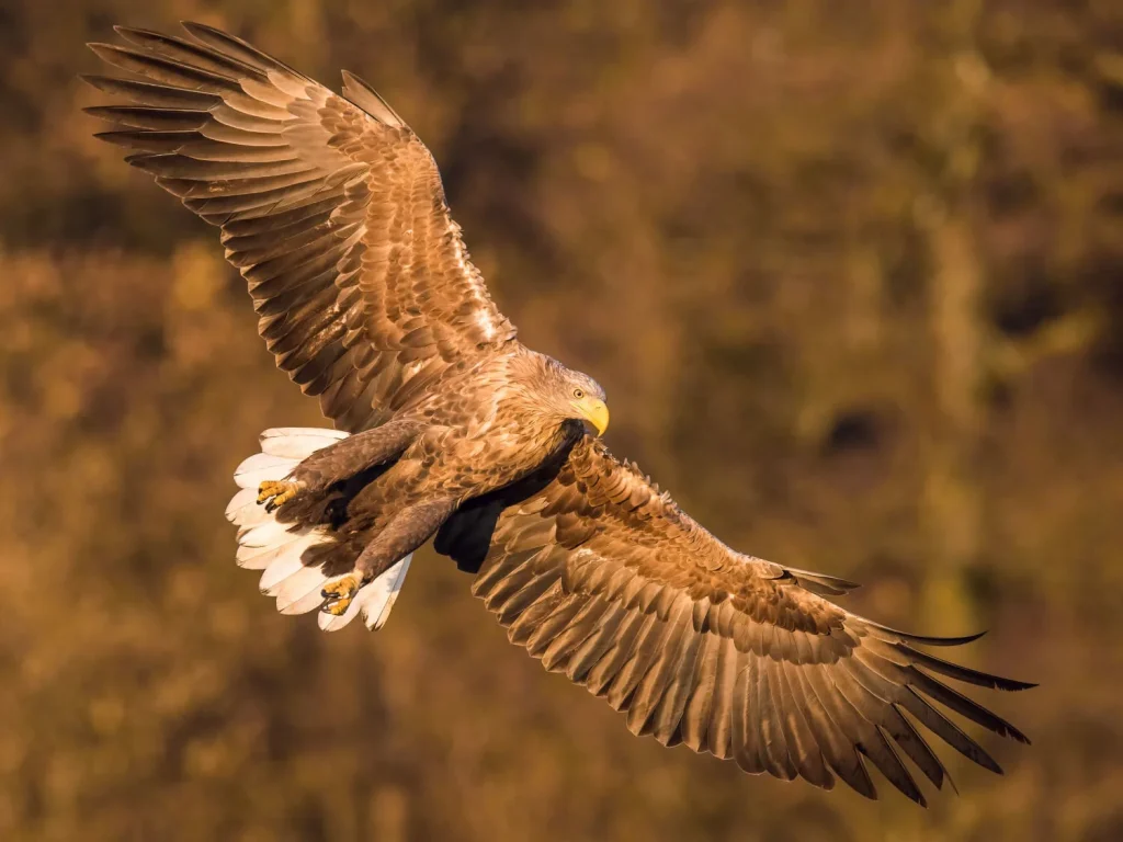 White-tailed Eagle