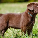 Mini Lab Dog Breed Mini Lab Dog Breed