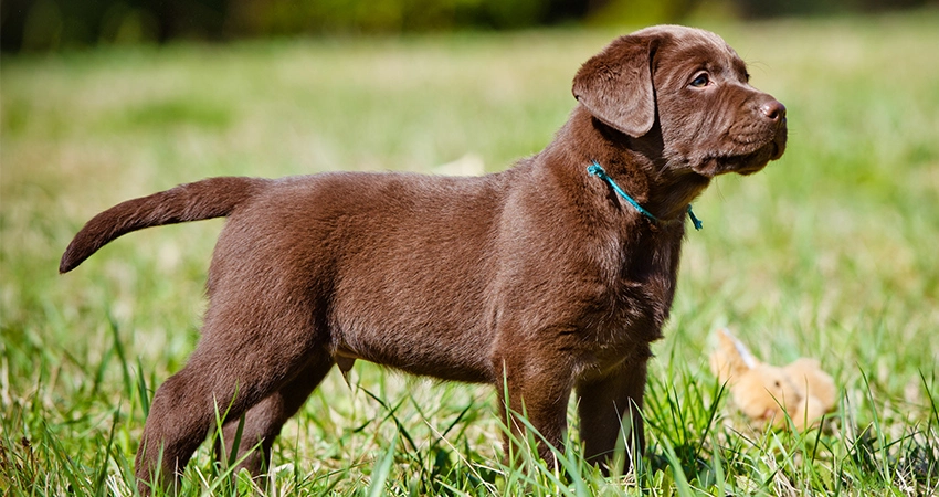 Mini Lab Dog Breed