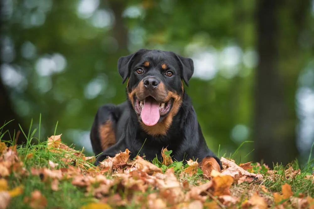 The Most Dangerous Dog Breeds in the World