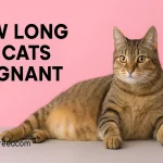 How Long Are Cats Pregnant