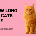 How Long Do Cats Live How Long Do Cats Live