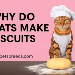 Why Do Cats Make Biscuits