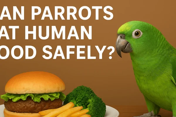 Can Parrots Eat Human Food Safely