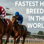Fastest Horse Breeds in the World