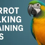 Parrot Talking Training Tips