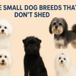 Rare Small Dog Breeds That Don't Shed – Complete Guide Rare Small Dog Breeds That Don't Shed