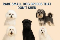 Rare Small Dog Breeds That Don't Shed