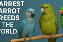 Rarest Parrot Breeds in the World