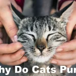Why Do Cats Purr
