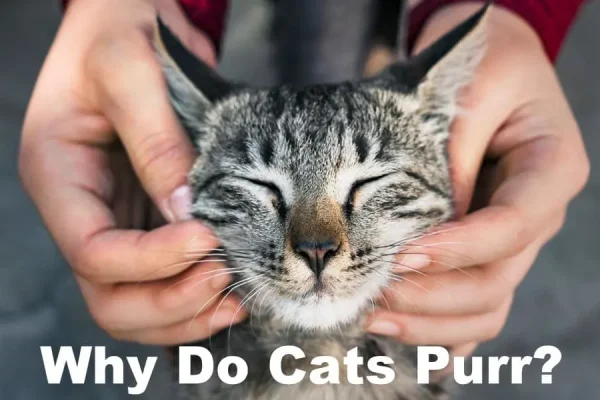Why Do Cats Purr