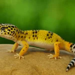 Leopard Gecko Care Guide - Appearance, Housing, Diet & Health Leopard Gecko